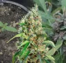 Bubblegum - Woche für Woche Grow-Report & Sortenreview