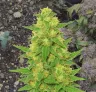 C. Banana Auto - Week by Week Grow Diary & Strain Review