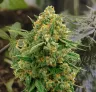 CBD Express – Wöchentlicher Growbericht & Strain-Review