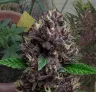 CBD Purple Kush Auto - Week by Week Grow Diary & Strain Review