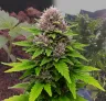 Critical Purple Auto - Week by Week Grow Diary & Strain Review