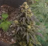 Do-si-Dos Auto Week by Week Grow Diary