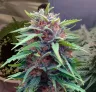 Durban Poison Woche für Woche Anbaudagebuch