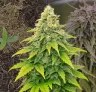 Fat Bastard Auto Week by Week Grow Diary