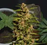 Fruity Pebbles - Woche für Woche Grow-Report & Sortenreview
