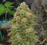 Gelato Auto Woche-für-Woche Grow-Tagebuch