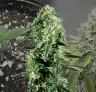 Ghost Train Haze - Week by Week Grow Diary & Strain Review