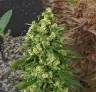 Girl Scout Cookies - Week by Week Grow Diary & Strain Review