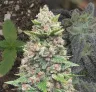 God's Gift - Week by Week Grow Diary & Strain Review