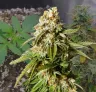 Gorilla Glue Auto Week by Week Grow Diary