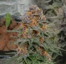 Granddaddy Purple Auto - Week by Week Grow Diary & Strain Review