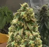 Green Crack Woche-für-Woche Grow-Tagebuch