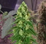 Girl Scout Cookies Auto Week by Week Grow Diary