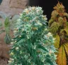 Harlequin - Week by Week Grow Diary & Strain Review