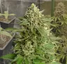 Haze #1 - Woche für Woche Grow-Report & Sortenreview