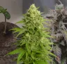 Haze Auto - Week by Week Grow Diary & Strain Review