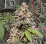 LSD Week by Week Grow Diary