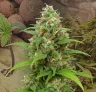 Magnum Auto Week by Week Grow Diary
