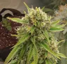 Maui Waui Week by Week Grow Diary