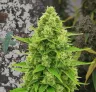 Northern Lights Auto - Week by Week Grow Diary & Strain Review