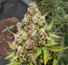 Pennywise - Week by Week Grow Diary & Strain Review