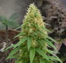 Journal de culture semaine par semaine de la Pineapple Express Auto