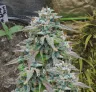 Purple Haze - Week by Week Grow Diary & Strain Review