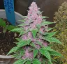Purple Lemonade Auto - Week by Week Grow Diary & Strain Review