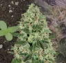 Santa Maria Auto Week By Week Grow Diary