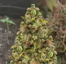 Sexxpot Week by Week Grow Diary