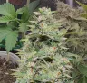Sleepy Joe OG Week by Week Grow Diary