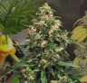 Strawberry Cough Week by Week Grow Diary
