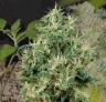 Strawberry Kush Week by Week Grow Diary