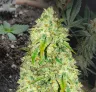 Sunset Sherbet Week by Week Grow Diary