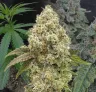 Super Boof - Week by Week Grow Diary & Strain Review