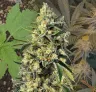 Sweet Tooth Week by Week Grow Diary