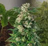 Trainwreck Week by Week Grow Diary