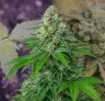 White Widow Auto - Week by Week Grow Diary & Strain Review