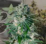 White Widow - Week by Week Grow Diary & Strain Review