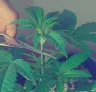 Guide to Topping and Pruning Indica Cannabis for Maximum Yield and Potency