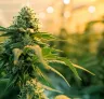 Top 5 Fast-Flowering Cannabis Strains Perfect for Multiple Harvests Per Year