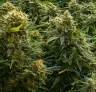 15 Highest Yielding Cannabis Strains Ever 🏆