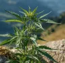How Autoflower Genetics Changed Cannabis Growing Forever