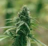 How Much Weed Does One Plant Yield? (3 Real life examples)