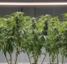 How to Apply Mainlining Technique to Autoflower Cannabis Plants