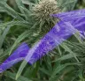 How Beginners Can Easily Boost Cannabis Yield