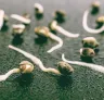 How to Germinate Cannabis Seeds: 4 Easy Step-by-Step Methods