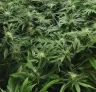 How to Use Sea of Green Technique to Maximize Your Fast-Flowering Cannabis Yield
