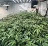 ScrOG vs. SOG: Welche Cannabis-Training-Methode bringt mehr?