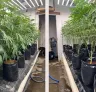 Lollipopping Cannabis: Wann und wie man für dichte Blüten schneidet